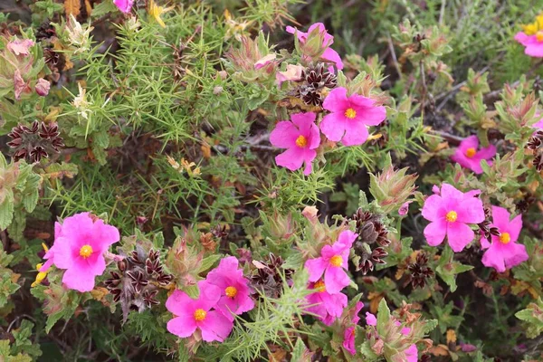 Specie Rosa Rocciosa Cisto Foglia Grigia Cistus Albidus Arbusto Tradizionalmente — Foto Stock