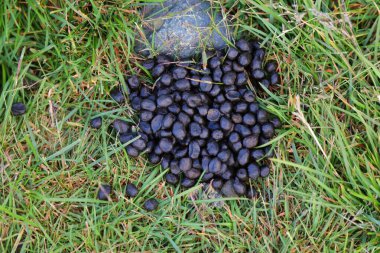 Koyun gübresi, çimenlere hayvan dışkısı. Norveç tarımı.