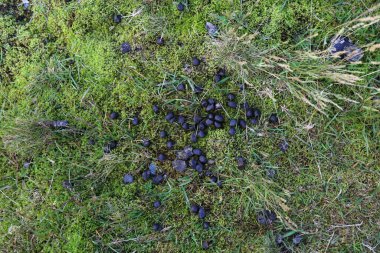 Koyun gübresi. Çimlere hayvan dışkısı. Norveç tarımı.