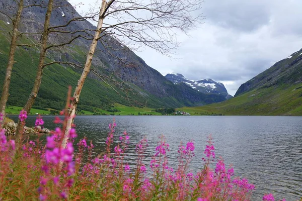 Krajobraz Norwegii Różowymi Kwiatami Jezioro Eidsvatnet Pobliżu Geiranger Kwiaty Chwastów — Zdjęcie stockowe