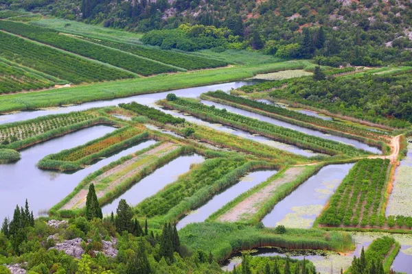 Agriculture Croatia Neretva Delta Agricultural Landscape Croatia Fruit Orchards Irrigation — Stock Photo, Image