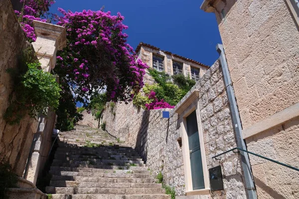 Dubrovnik Croatia Bougainvillea Flowers Medieval Old Town Unesco World Heritage — Stock Photo, Image