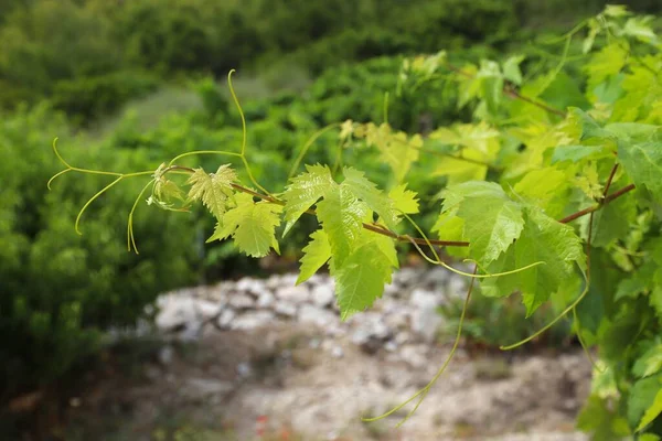 Peljesac Vinha Península Croácia Região Vitivinícola — Fotografia de Stock
