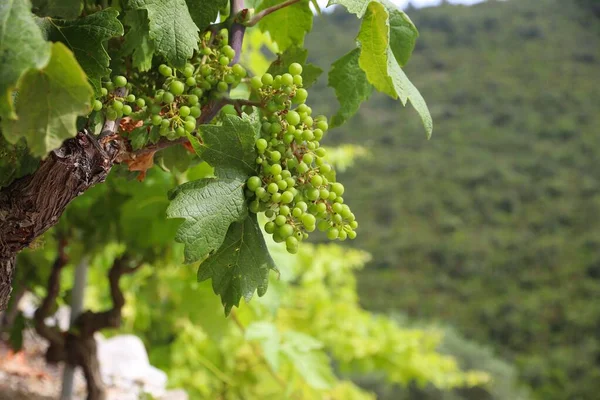 Peljesac Vinha Península Croácia Região Vitivinícola — Fotografia de Stock