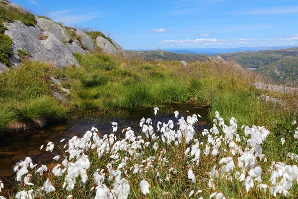 Gyapotfű Növényfajok Norvégiában Közönséges Gyapotfű Eriophorum Angustifolium Ulriken Hegyen Bergen — Stock Fotó