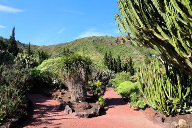 Jardin Canario - Gran Canaria, İspanya Botanik Bahçesi.
