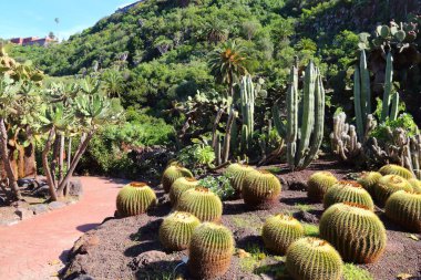Jardin Canario - botanical garden of Gran Canaria, Spain. clipart