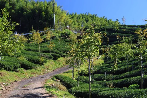 Tea fields in Taiwan. Hillside tea plantations in Shizhuo, Alishan mountains.