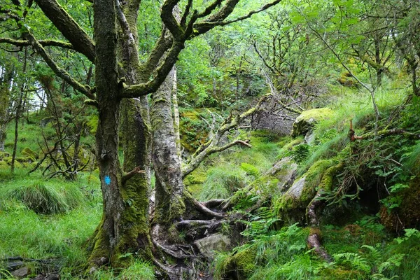 Norveç, Rogaland 'da doğa yürüyüşü..
