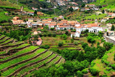 Douro Vadisi 'ndeki Regua. Portekiz üzüm bağı kırsal arazisi. Alto Douro DOC şarabı peyzaj yapıyor.