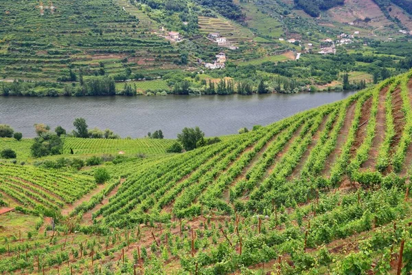 Portugal Wijngaard Landschap Heuvels Langs Douro Rivier Vallei Alto Douro — Stockfoto