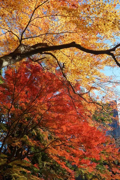 Jesienne Drzewa Parku Tokio Koishikawa Korakuen Ogród Jesienne Liście — Zdjęcie stockowe