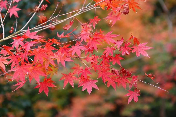 Árboles Otoño Japón Hojas Momiji Rojo Naranja Arce Kioto Colorido —  Fotos de Stock