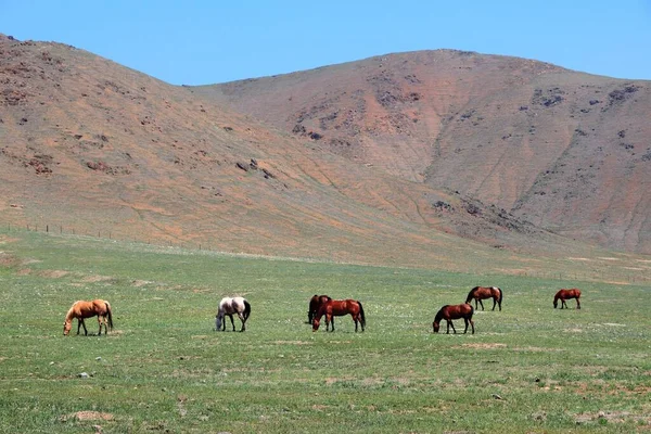 Rancho Cavalos Califórnia Pastagens Sob Montanhas Serra Nevada — Fotografia de Stock