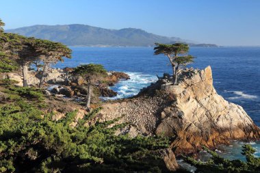 MONTEREY, CALIFORNIA - 7 Nisan 2014: Monterey 'deki ünlü 17 Mil Yolu boyunca tek Cypress ağacı manzarası. Kaynaklara göre Kuzey Amerika 'daki en çok fotoğraflanmış ağaçlardan biri..