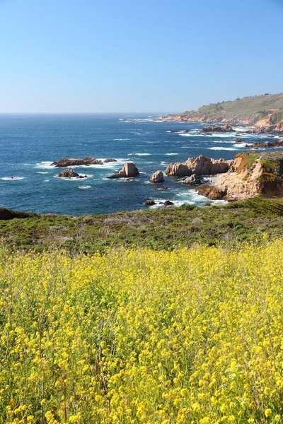 Příroda Kalifornie Pobřežní Krajina Státním Parku Garrapata Monterey County Canola — Stock fotografie