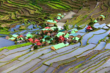 Filipinler 'de pirinç terasları. Filipinler, Batad pirinç tarlaları vadisi.