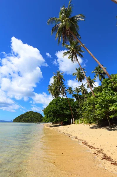 Palmeras Playa Las Cabanas Nido Isla Palawan Filipinas — Foto de Stock