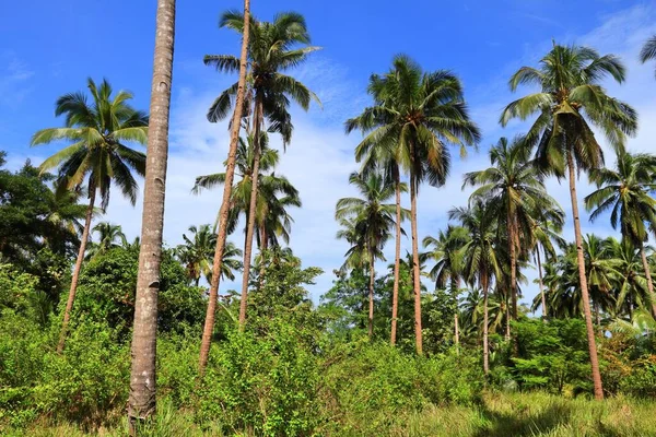 Palmeras Palawan Hermoso Paisaje Filipinas — Foto de Stock