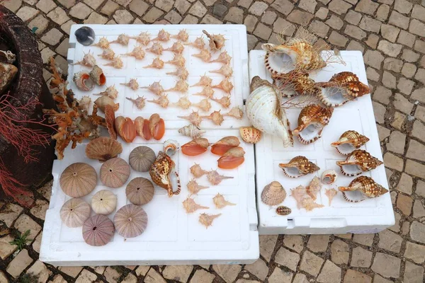 Sea Shell Market Stand Local Fishermen Ferragudo Portugal Sell Found — Stock Photo, Image