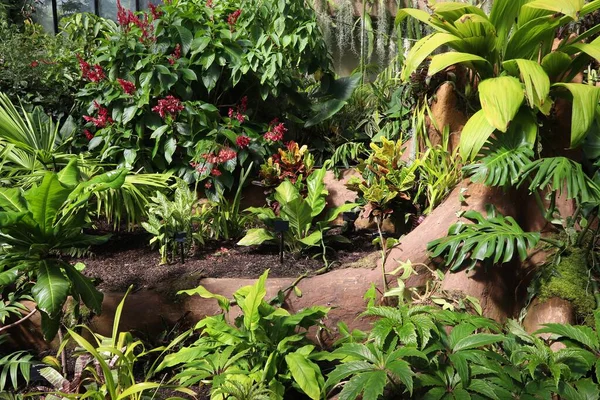 Hintergrund Tropischer Pflanzen Kew Gardens London — Stockfoto
