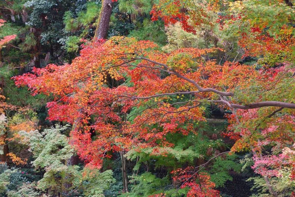 Jesienne Drzewa Japonii Czerwone Pomarańczowe Liście Momiji Klon Kioto Kolorowa — Zdjęcie stockowe