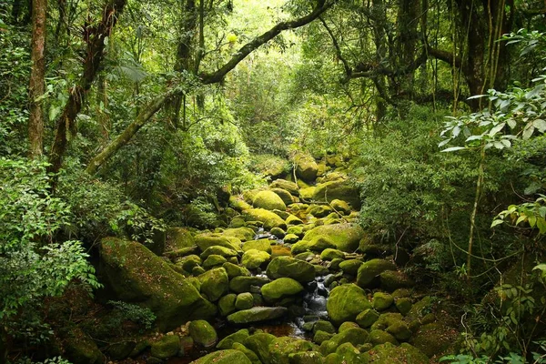 Brasilien Natur Dschungelflora Nationalpark Serra Dos Orgaos Mata Atlantica Atlantischer — Stockfoto