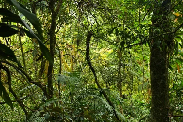 Brazílie Příroda Jungle Flóra Národním Parku Serra Dos Orgaos Mata — Stock fotografie