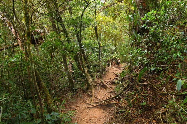 Naturaleza Brasil Flora Selva Parque Nacional Serra Dos Orgaos Mata — Foto de Stock