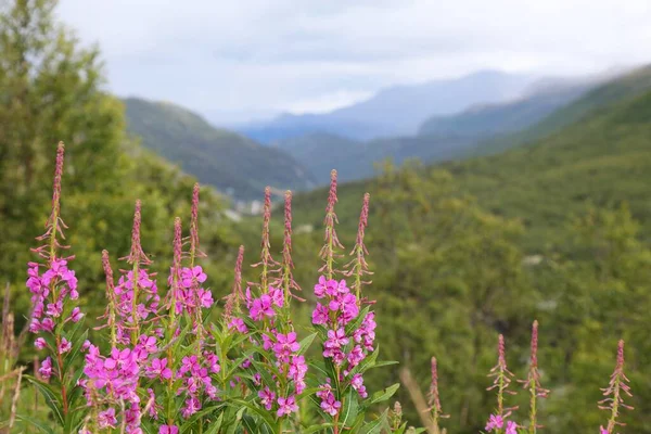 Norsko Příroda Jotunheimen Hory Letní Krajina Leirdalen Údolí Ohnivé Květy — Stock fotografie