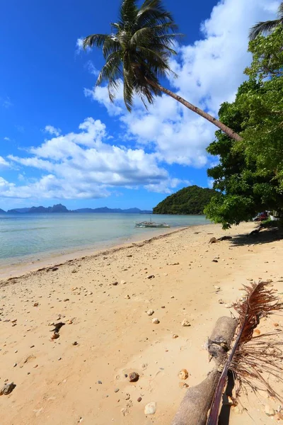 Praia Bonita Ilha Palawan Filipinas Praia Areia Com Palmeiras Inclinadas — Fotografia de Stock