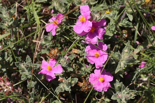 Rock Rose Species Grey Leaved Cistus Cistus Albidus Shrub Traditionally — Stock Photo, Image