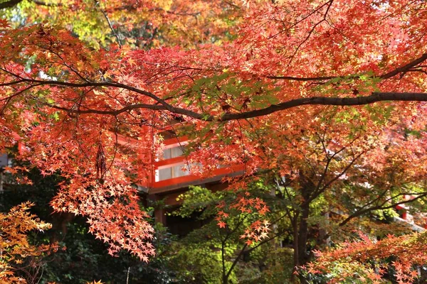 Jesienne Liście Japonii Czerwone Pomarańczowe Liście Momiji Klon Kioto Kolorowa — Zdjęcie stockowe