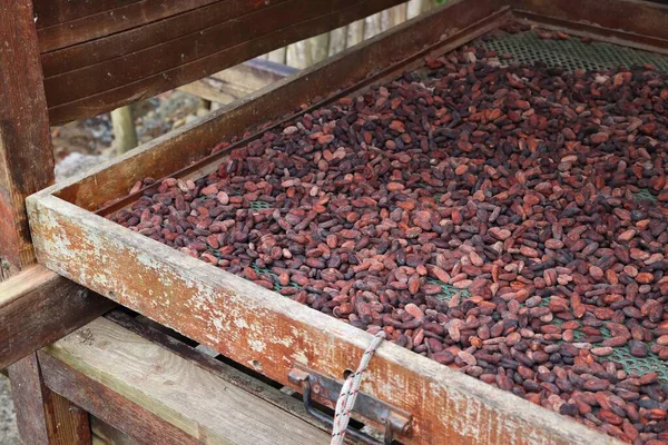 Industria Del Chocolate Isla Caribeña Guadalupe Secado Aire Granos Cacao —  Fotos de Stock