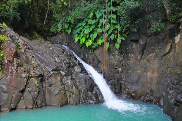 瓜德罗普岛的瀑布 森林中的 Acomat Saut — 图库照片