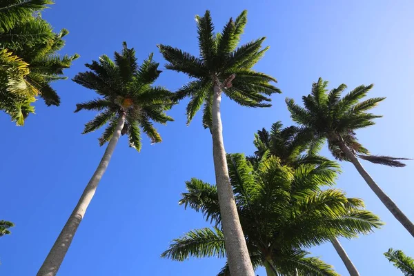 Palm Trees Guadeloupe Caribbean Island Nature — Stock Photo, Image