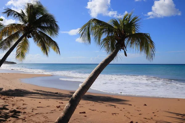 Spiaggia Sabbiosa Della Guadalupa Paesaggio Caraibico Spiaggia Perle Plage Perle — Foto Stock