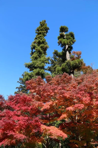 Japonia Jesienne Listowie Czerwone Listowie Klonu Parku Kamakura Japonia — Zdjęcie stockowe