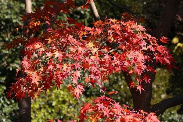 Japan Autumn Leaves Red Maple Tree Foliage Momiji Park Kamakura — Stock Photo, Image