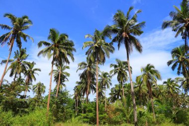 Palawan 'ın palmiye ağaçları. Filipinler 'in güzel manzarası.