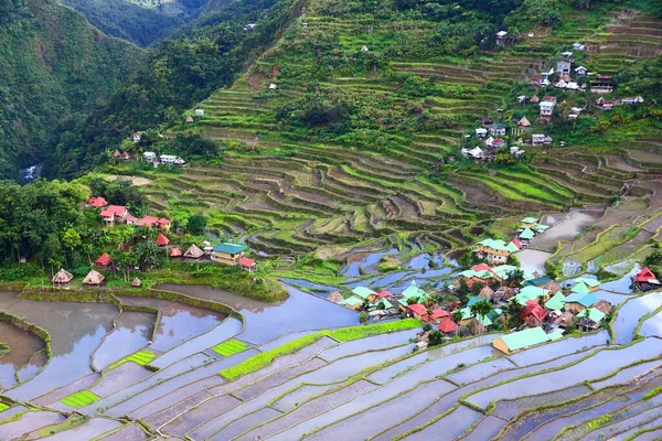 Terraços Arroz Nas Filipinas Arroz Paddies Vale Batad Filipinas — Fotografia de Stock