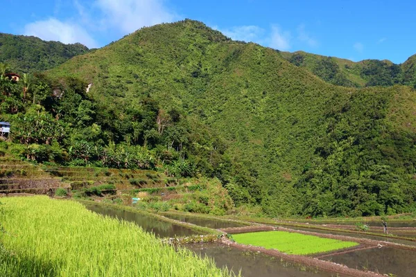 Campos Arroz Nas Filipinas Arroz Paddies Vale Batad — Fotografia de Stock