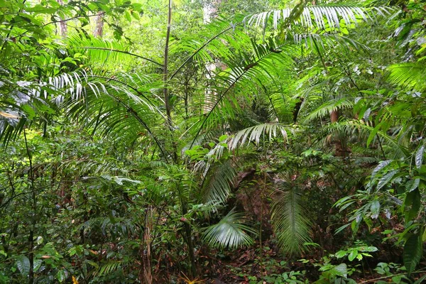 Rainforest Flora Palawan Island Philippines Tropical Karst Rainforest — Stock Photo, Image