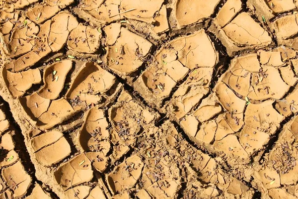 Dried cracked earth - tropical climate soil texture. Drought concept.
