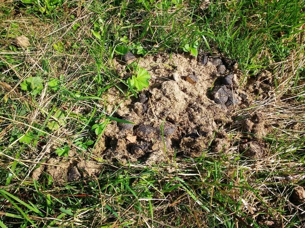 动物粪便在草地上 波兰农业 — 图库照片