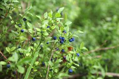 Norveç 'te yaz ormanı meyveleri. Böğürtlen olarak da bilinen Avrupa yaban mersini (Vaccinium myrtillus).
