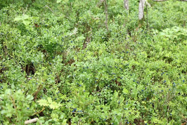 挪威的夏季森林浆果 欧洲蓝莓也被称为越橘 Bilberry — 图库照片