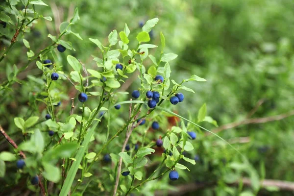 挪威的夏季森林浆果 欧洲蓝莓也被称为越橘 Bilberry — 图库照片