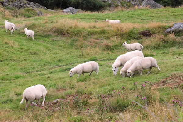 Pastagem Ovinos Noruega Agricultura Município Farsund — Fotografia de Stock