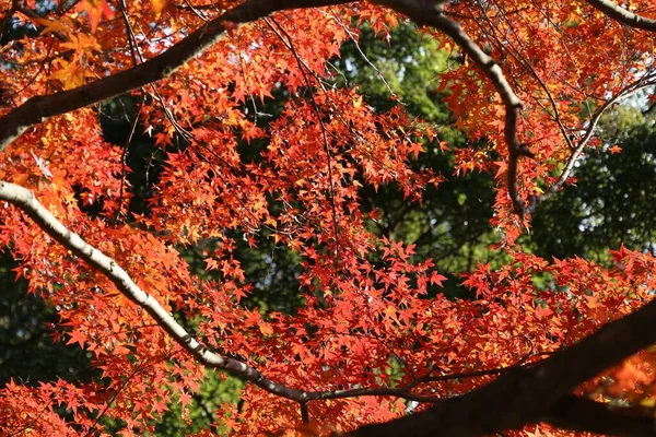 Japan Autumn Foliage Red Maple Tree Leaves Park Kamakura Japan — Stock Photo, Image